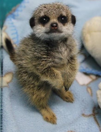 Baba meerkat se lewe gered