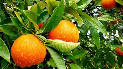 Western Cape drought – no crisis for citrus farmers
