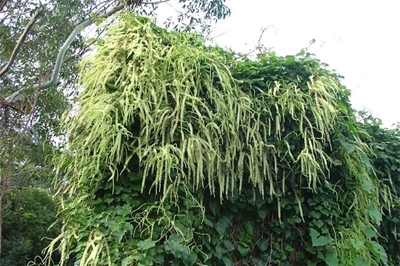Madeira vine threat to land and water