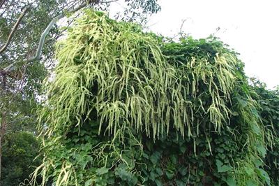 Madeira vine threat to land and water