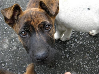 Taiwan bans eating dog and cat meat