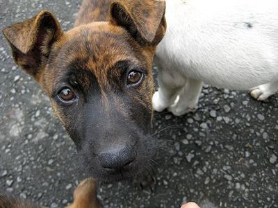 Taiwan bans eating dog and cat meat