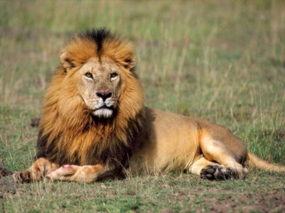 Boy (11) fights for his life after lion attack