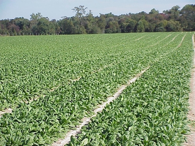 Know your spinach variants