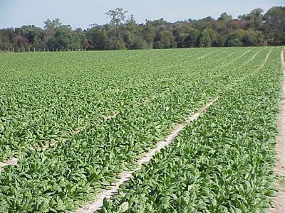 Know your spinach variants