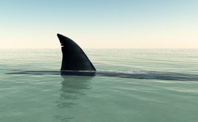 Girl killed by shark while surfing in Western Australia