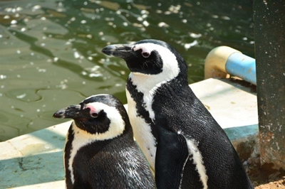 Today is World Penguin Day