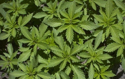 Appeal against dagga ruling