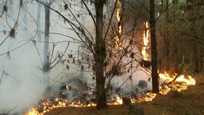 Fire raging in plantation