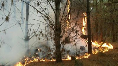 Fire raging in plantation