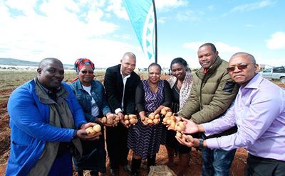 Eastern Cape potato co-ops cash in on commodity boom