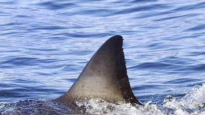 Warning: Garden Route shark sightings