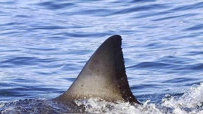 Warning: Garden Route shark sightings