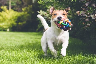 May is national pet month