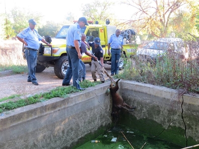 Hond verdrink in oop sementdam