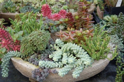 Water Wednesday: 9 ways to a more drought resistant garden