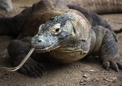 Tourist attacked by Komodo dragon in Indonesia