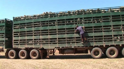 Tips for stress-free livestock transporting