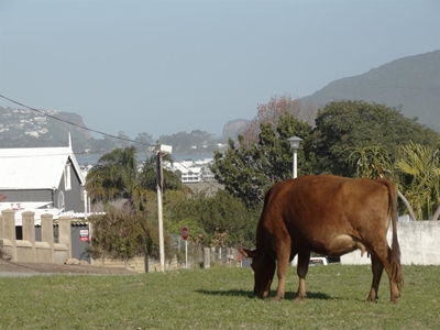 Cows in Upper Town