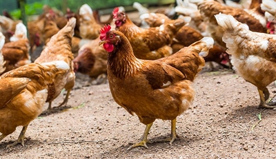 Growth hormones in SA chickens concern