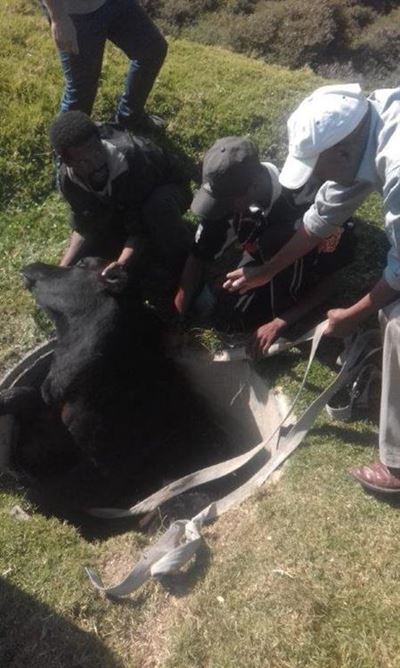 Cow saved from manhole