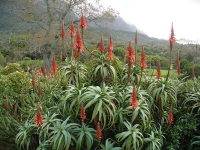 Brighten up a drab winter's day with aloes