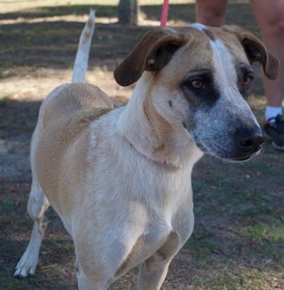 Dogs for adoption at KAWS