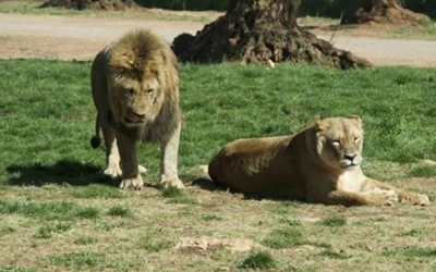 Lions on the loose in Mpumalanga