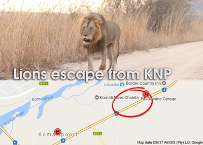 Chopper might be sent to spot lions on the loose