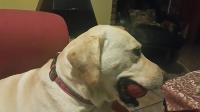 Hond verdwyn spoorloos uit motor