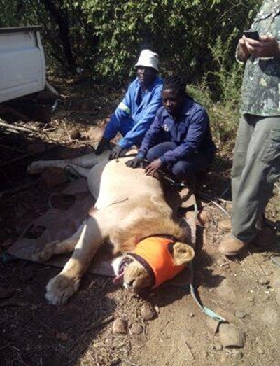 Another lion darted with just an hour to go