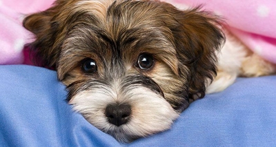 Spay-a-Thon op Oudtshoorn