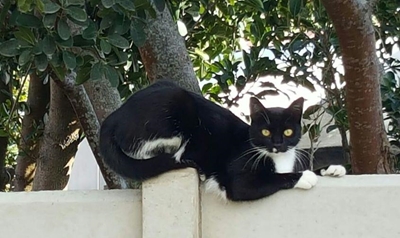 Katte vergiftig in Mosselbaai-area