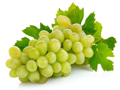 High quality grapes promise excellent wines this year
