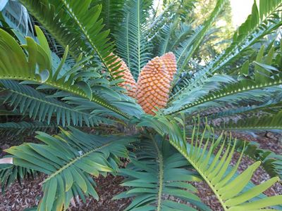 Stolen cycads seized