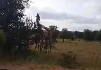 Giraffe battle heats up blow by blow