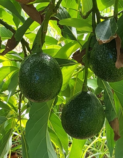 Avo thieves hit Blanco
