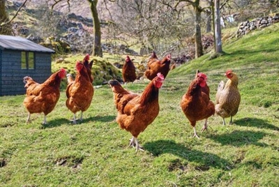 Dumping, not drought, to blame for chicken woes
