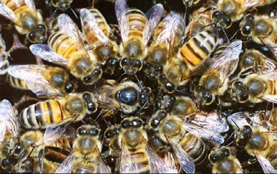 Charter to help bees and pollination services