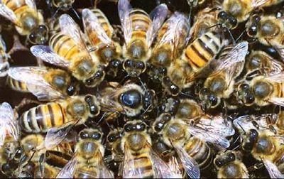 Charter to help bees and pollination services