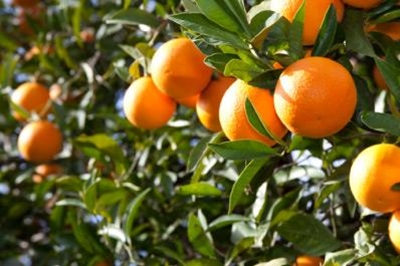Citrus farmers face R600 million loss