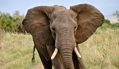 SA hunter crushed by elephant in Zimbabwe