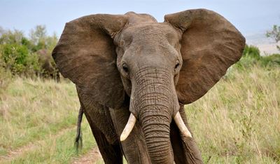 SA hunter crushed by elephant in Zimbabwe