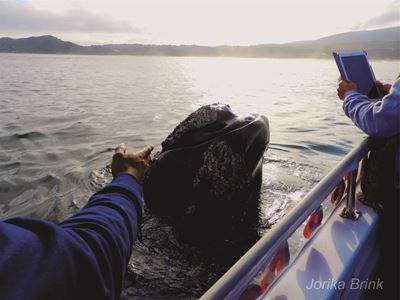 Whales pay early visit to Knysna