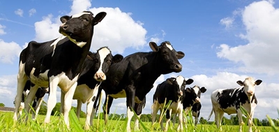 Transformation vital for progress in the dairy industry