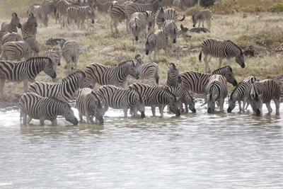 Besoek aan Etosha verstom George-egpaar