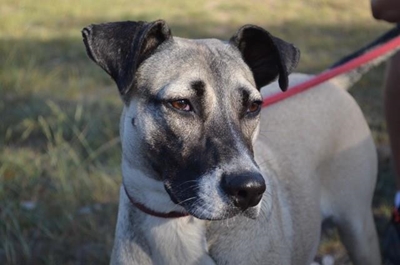 Animals available for adoption at Kaws