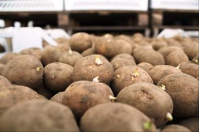 Potato prices driven by stock availability