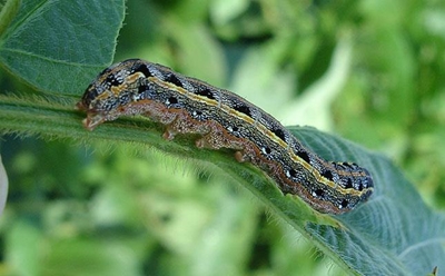 Fall armyworm invades as Kenya recovers from drought