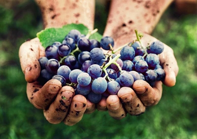 Wine of Origin Cape Town: A boost for SA wine industry
